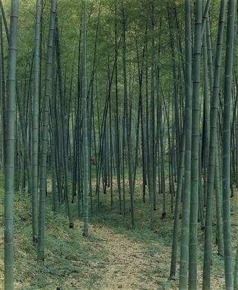 ELIOT PORTER (1901-1990) Bamboo forest, China * Scene in China.
